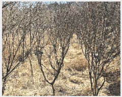  2025Ÿ��30904 ��� ���ֱ� �밡�� ĥ���� 1052      ����(��)���