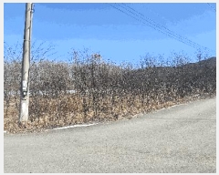  2025Ÿ��30904 ��� ���ֱ� �밡�� ĥ���� 1052      ����(��)���