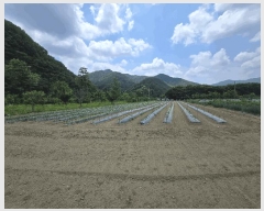  2025Ÿ31360 뱸 ޼ â и 223-3      ()