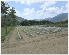  2025Ÿ31360 뱸 ޼ â и 223-3      ()