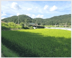  2025Ÿ��31684 ��� ���ֱ� ������ ���︮ 652      ����(��1)���