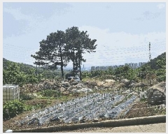  2025Ÿ��31228 �뱸 �޼��� ������ �縮 383-1      ����(����)���