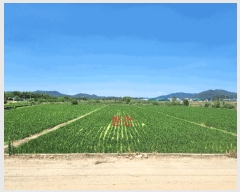  2025Ÿ��31373 �뱸 �޼��� ��ǳ�� ������ 755      ����(��)���