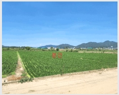  2025Ÿ��31373 �뱸 �޼��� ��ǳ�� ������ 755      ����(��)���