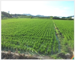  2025Ÿ��31373 �뱸 �޼��� ��ǳ�� ������ 755      ����(��)���