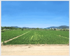  2025Ÿ��31373 �뱸 �޼��� ��ǳ�� ������ 755      ����(��)���