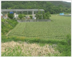  2025Ÿ��31247  �����