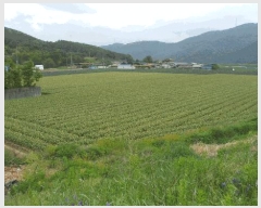  2025Ÿ��31247  �����