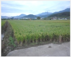  2025Ÿ��31578 �뱸 �޼��� ������ ���Ǹ� 650      ����(��)���