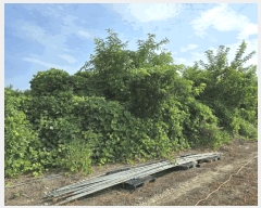  2025Ÿ��31692 ��� ���ֱ� ������ ���긮 271-8      ����(��1)���