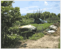  2025Ÿ1969 뱸 ޼ ȭ  1294      ()