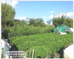  2025Ÿ1969 뱸 ޼ ȭ  1294      ()