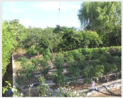  2025Ÿ1969 뱸 ޼ ȭ  1294      ()