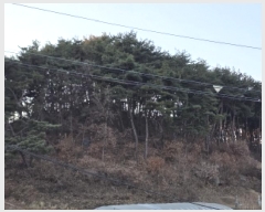  2025Ÿ��3613 ��� ���ֱ� ���׸� ���渮 ��72-1      ����(�Ӿ�)���