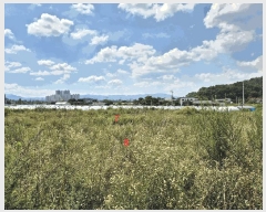  2025Ÿ31495  ֱ  긮 8-6      (1)