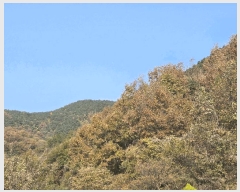  2025Ÿ��31983  �����