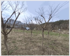  2025Ÿ��1032 ��� �ϱ� ��õ�� 65-5       ����(��1)���