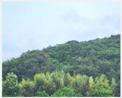  2025Ÿ��1100 ��� ���ֱ� ���̸� ������ ��153-2      ����(�Ӿ�)���