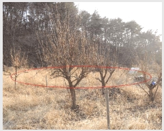  2025Ÿ��977  ����