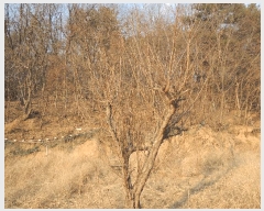  2025Ÿ��977  ����