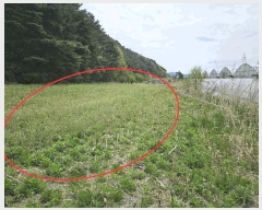  2025Ÿ��11644  ����