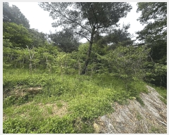  2025Ÿ��11681  ����