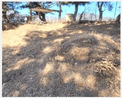  2025Ÿ��11294 ��� ���ֱ� �μ��� ������ 227      ����(��)���