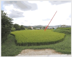  2025Ÿ��12438  ����