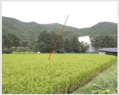  2025Ÿ��12438  ����