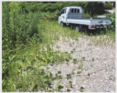  2025Ÿ��1182 ��� ���ֱ� ������ ȭ�긮 243      ���ð��