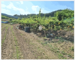  2025Ÿ��1226 ��� ���ֱ� �μ��� Ȱõ�� 455-5      ����(��1)���