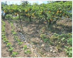  2025Ÿ��1226 ��� ���ֱ� �μ��� Ȱõ�� 455-5      ����(��1)���