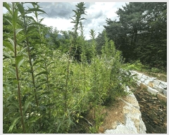  2025Ÿ��1266 ��� ���ֱ� ��ϸ� ������ 158-15      ����(����)���