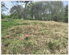  2025Ÿ��1040  �Ӿ߰��