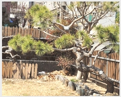  2025Ÿ��990 ��� ���ֱ� �ﳲ�� ������ 1583-7      ���ð��