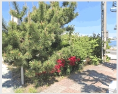  2025Ÿ��1104 ��� ���� �ϻ굿 979-2       �ٸ��ü�,�󰡰��