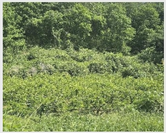  2025Ÿ��11867  �����