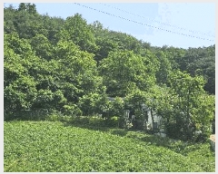  2025Ÿ��11867  �����