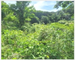  2025Ÿ��11867  �����