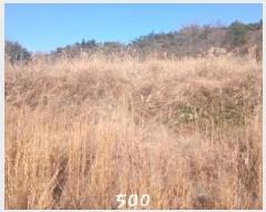  2025Ÿ��500 �λ� ���屺 ����� ���ʸ� 806      ����(��)���