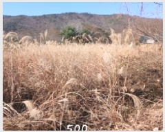  2025Ÿ��500 �λ� ���屺 ����� ���ʸ� 806      ����(��)���