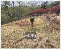  2025Ÿ��5095 �λ� ���屺 ������ ���� ��34      ����(�Ӿ�)���