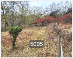  2025Ÿ��5095 �λ� ���屺 ������ ���� ��34      ����(�Ӿ�)���