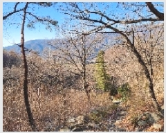  2025Ÿ��4461 �λ� ���屺 ������ ������ ��37-1      ����(�Ӿ�)���