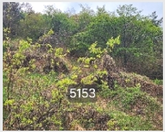  2025Ÿ��5153 �λ� ���屺 �ϱ��� ��õ�� ��55-3      ����(�Ӿ�)���