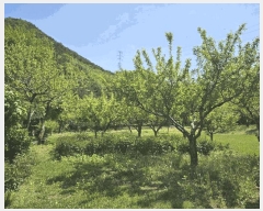  2025Ÿ��4998 �λ� ���屺 ������ �θ��� ��95-9      ����(�Ӿ�)���