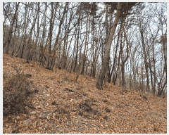  2025Ÿ��11131 �泲 ���ؽ� �󵿸� ��踮 ��337-9      ����(�Ӿ�)���