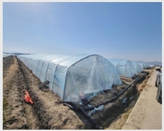  2025Ÿ��156  ����