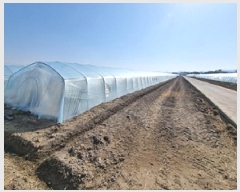  2025Ÿ��156  ����