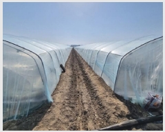  2025Ÿ��156  ����